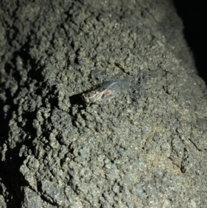 Haemopsalta aktites at Batemans Marine Park - 23 Jan 2022 08:48 PM