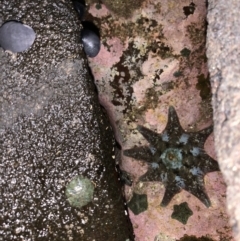 Meridiastra calcar (Eight arm Seastar) at Broulee Moruya Nature Observation Area - 23 Jan 2022 by JaceWT