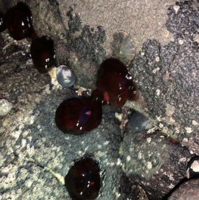 Actinia tenebrosa (Red Waratah Anemone) at Broulee Moruya Nature Observation Area - 23 Jan 2022 by JaceWT