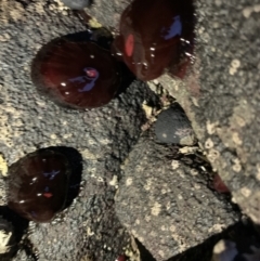 Actinia tenebrosa at Broulee, NSW - 23 Jan 2022 08:31 PM