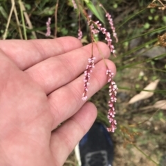 Persicaria decipiens (Slender Knotweed) at Broulee, NSW - 25 Jan 2022 by Tapirlord