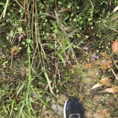 Persicaria decipiens at Broulee, NSW - 26 Jan 2022 08:44 AM