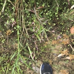 Persicaria decipiens at Broulee, NSW - 26 Jan 2022 08:44 AM