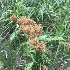 Cladium procerum (Leafy Twig-rush) at Broulee, NSW - 26 Jan 2022 by Tapirlord