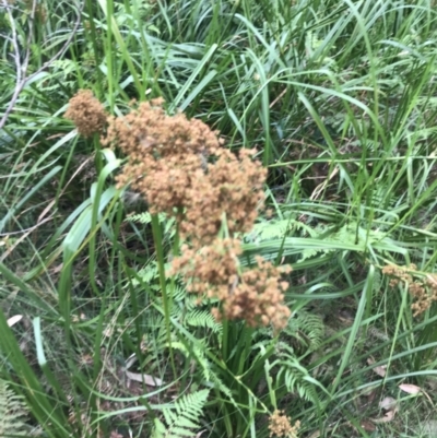 Cladium procerum (Leafy Twig-rush) at Broulee, NSW - 25 Jan 2022 by Tapirlord