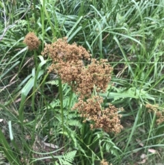 Cladium procerum at Broulee, NSW - 26 Jan 2022 08:45 AM