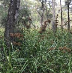 Cladium procerum at Broulee, NSW - 26 Jan 2022 08:45 AM