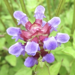 Prunella vulgaris (Self-heal, Heal All) at Cotter River, ACT - 20 Jan 2022 by RobParnell