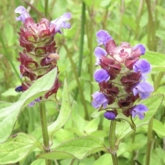 Prunella vulgaris at Cotter River, ACT - 20 Jan 2022