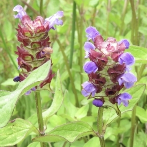 Prunella vulgaris at Cotter River, ACT - 20 Jan 2022