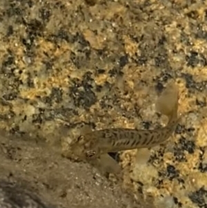 Galaxias sp. (genus) at Kosciuszko, NSW - 21 Jan 2022