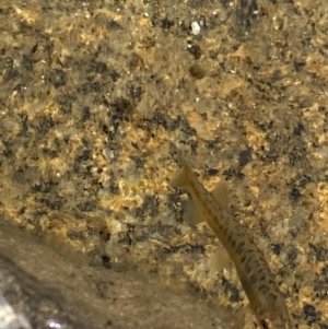 Galaxias sp. (genus) at Kosciuszko, NSW - 21 Jan 2022