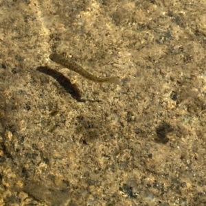 Galaxias sp. (genus) at Kosciuszko, NSW - 21 Jan 2022 03:04 PM