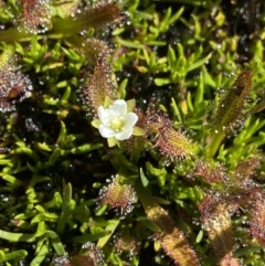 Drosera arcturi (Alpine Sundew) at Kosciuszko, NSW - 21 Jan 2022 by NedJohnston