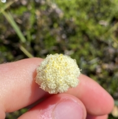 Craspedia alba (White Billy Buttons) at Kosciuszko National Park, NSW - 21 Jan 2022 by NedJohnston
