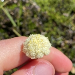 Craspedia alba (White Billy Buttons) at Kosciuszko National Park, NSW - 21 Jan 2022 by Ned_Johnston