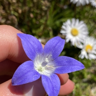 Wahlenbergia ceracea (Waxy Bluebell) at Kosciuszko, NSW - 21 Jan 2022 by NedJohnston