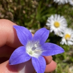 Wahlenbergia ceracea (Waxy Bluebell) at Kosciuszko, NSW - 21 Jan 2022 by Ned_Johnston