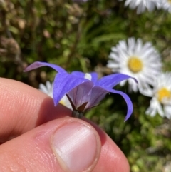 Wahlenbergia ceracea at Kosciuszko, NSW - 21 Jan 2022 02:47 PM