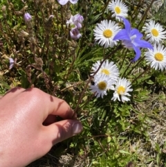 Wahlenbergia ceracea at Kosciuszko, NSW - 21 Jan 2022 02:47 PM