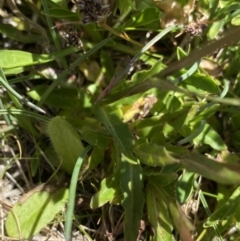 Wahlenbergia ceracea at Kosciuszko, NSW - 21 Jan 2022