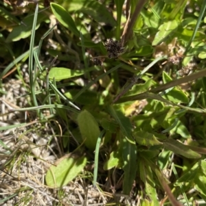 Wahlenbergia ceracea at Kosciuszko, NSW - 21 Jan 2022