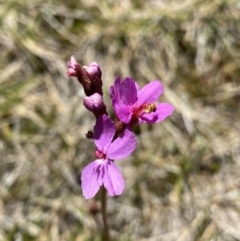 Stylidium montanum (alpine triggerplant) at Kosciuszko, NSW - 21 Jan 2022 by NedJohnston