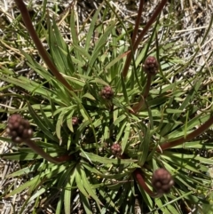 Stylidium montanum at Kosciuszko, NSW - 21 Jan 2022