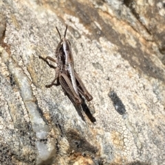 Kosciuscola cuneatus (A grasshopper) at Kosciuszko National Park - 21 Jan 2022 by Ned_Johnston