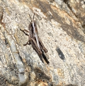 Kosciuscola cuneatus at Kosciuszko National Park, NSW - 21 Jan 2022 02:12 PM