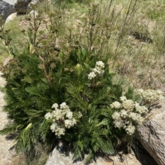 Aciphylla glacialis (Mountain Celery) at Kosciuszko National Park, NSW - 21 Jan 2022 by NedJohnston