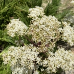 Aciphylla glacialis at Kosciuszko National Park, NSW - 21 Jan 2022