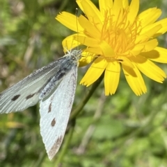 Pieris rapae (Cabbage White) at Kosciuszko, NSW - 21 Jan 2022 by NedJohnston