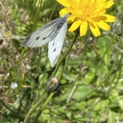 Pieris rapae at Kosciuszko, NSW - 21 Jan 2022