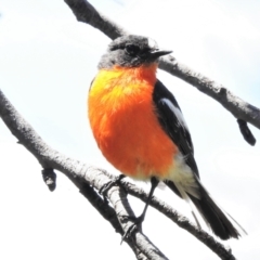 Petroica phoenicea (Flame Robin) at Cotter River, ACT - 27 Jan 2022 by JohnBundock