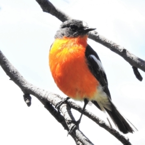 Petroica phoenicea at Cotter River, ACT - 27 Jan 2022 02:33 PM