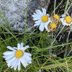 Brachyscome nivalis (Snow Daisy) at Geehi, NSW - 21 Jan 2022 by NedJohnston