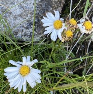 Brachyscome nivalis at Geehi, NSW - 21 Jan 2022