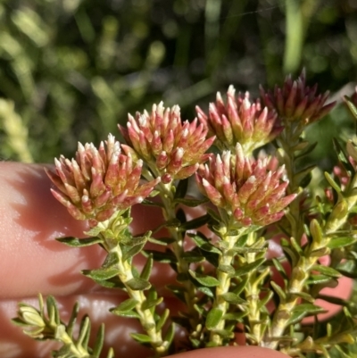 Ozothamnus alpinus (Alpine Everlasting) at Geehi, NSW - 21 Jan 2022 by Ned_Johnston