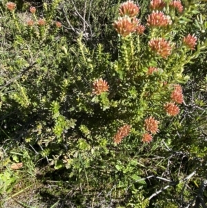 Ozothamnus alpinus at Geehi, NSW - suppressed