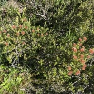 Ozothamnus alpinus at Geehi, NSW - 21 Jan 2022