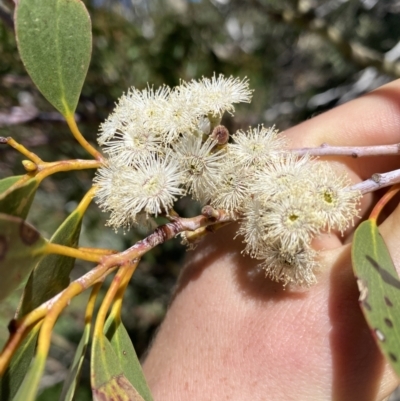 Eucalyptus pauciflora subsp. niphophila (Alpine Snow Gum) at Kosciuszko National Park, NSW - 21 Jan 2022 by NedJohnston