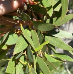 Eucalyptus pauciflora subsp. niphophila at Charlotte Pass - Kosciuszko NP - 21 Jan 2022 04:21 PM