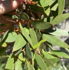 Eucalyptus pauciflora subsp. niphophila at Kosciuszko National Park, NSW - 21 Jan 2022