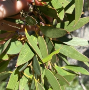 Eucalyptus pauciflora subsp. niphophila at Charlotte Pass - Kosciuszko NP - 21 Jan 2022