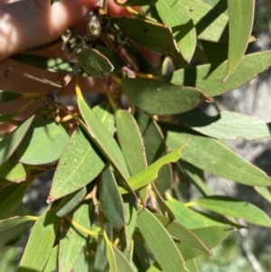 Eucalyptus pauciflora subsp. niphophila at Charlotte Pass - Kosciuszko NP - 21 Jan 2022 04:21 PM