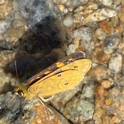 Oreixenica correae (Orange Alpine Xenica) at Geehi, NSW - 21 Jan 2022 by Ned_Johnston