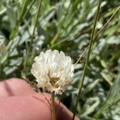 Trifolium repens (White Clover) at Kosciuszko National Park, NSW - 21 Jan 2022 by NedJohnston