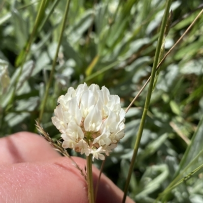 Trifolium repens (White Clover) at Kosciuszko National Park - 21 Jan 2022 by Ned_Johnston