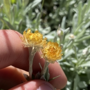 Coronidium monticola at Kosciuszko National Park, NSW - 21 Jan 2022